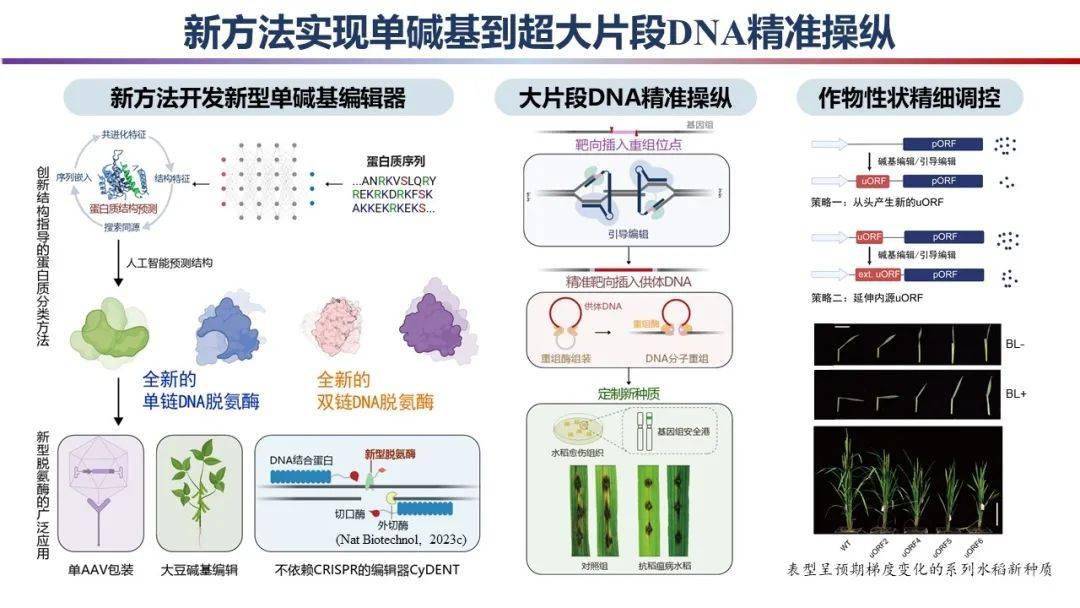 2023年度中国科学十大进展发布_机制_生物钟_模型