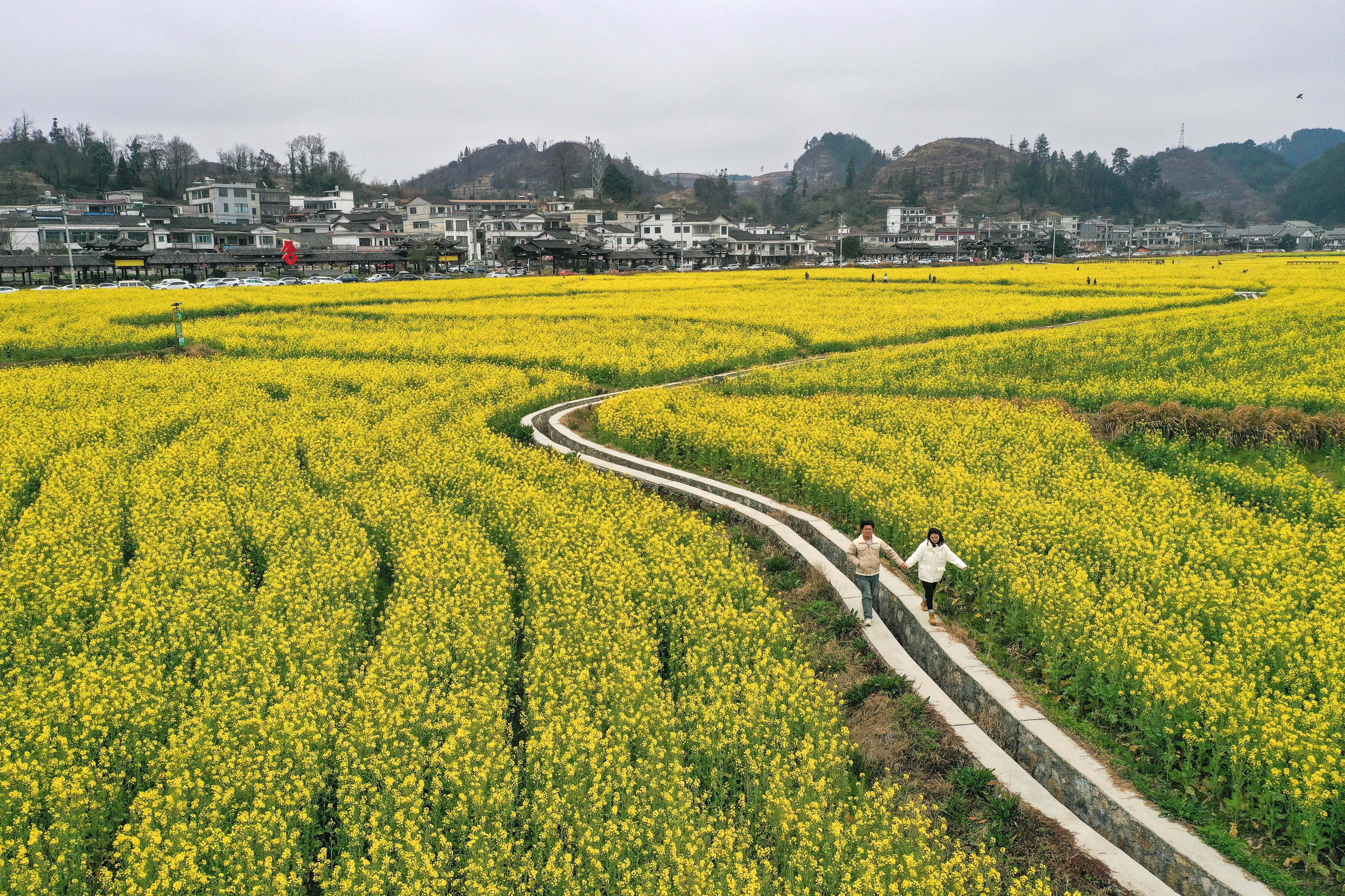 3月3日,游客在贵州省贵定县盘江镇金海雪山景区的油菜花田中游玩