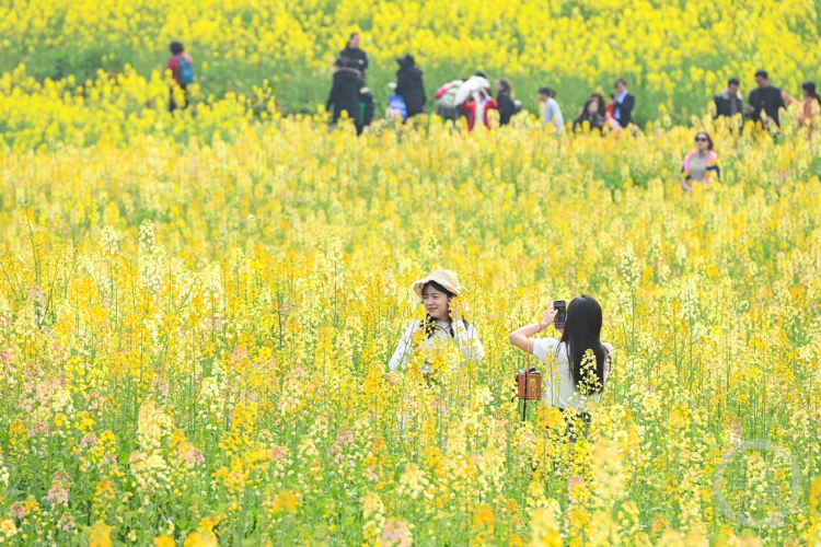 赏花图踏青图片