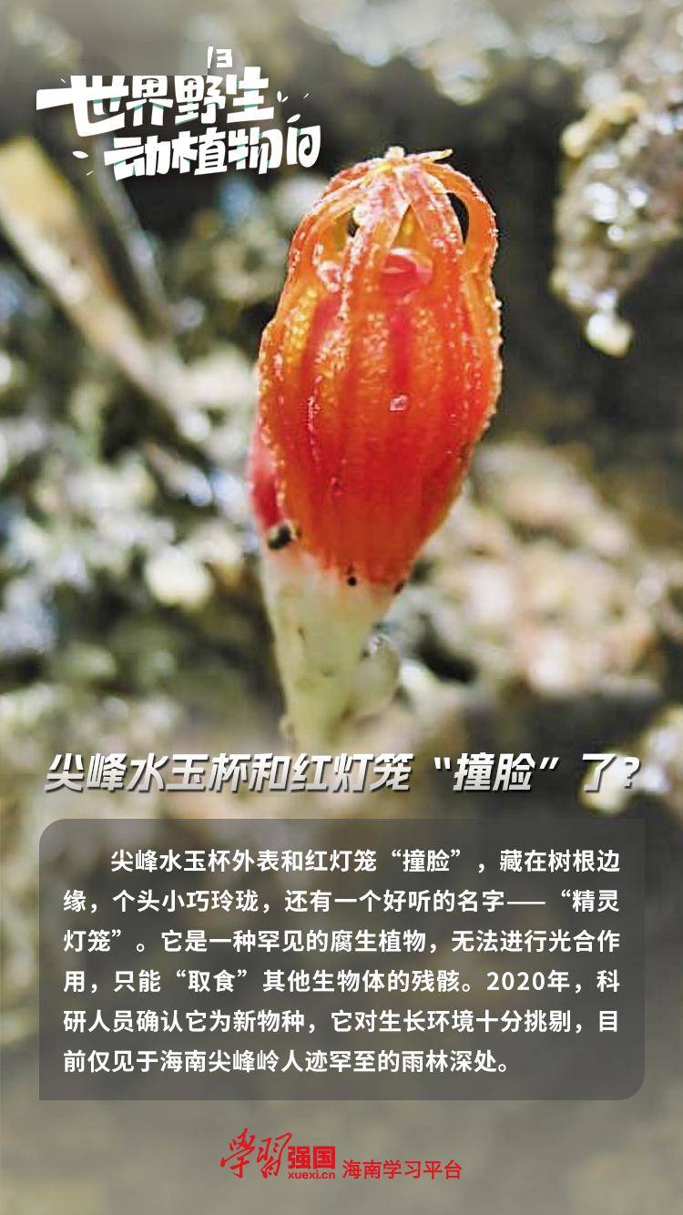 海南这些生灵的小秘密你知道多少