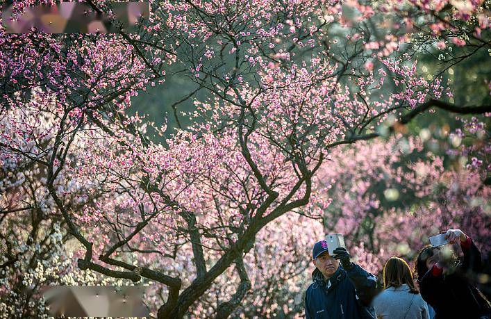 开啦!_梅花_资料_公园