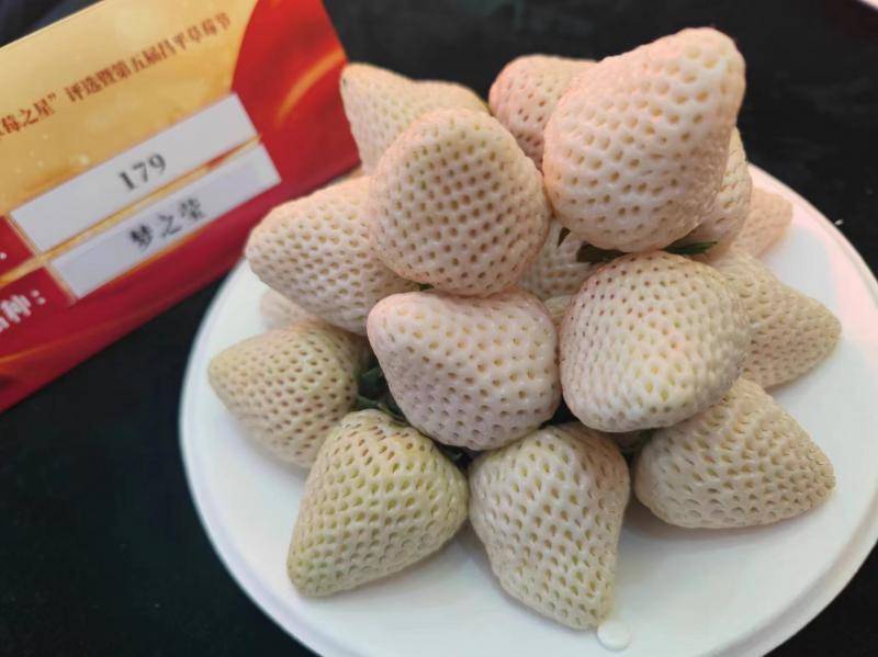 除了主栽品种红颜,还有粉玉,隋珠,白雪公主,圣诞红,黑珍珠,梦之莹,梦