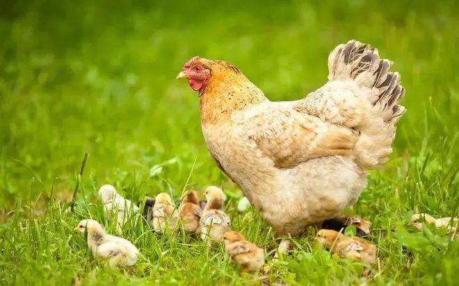 第八届"芙蓉杯"全国文学大赛入围小说作品——《尖嘴》_老鹰_小鸡