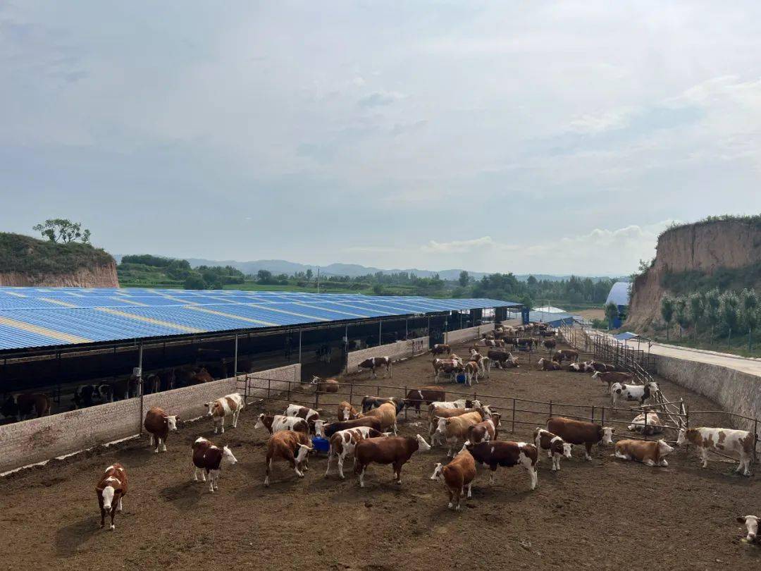榆社:西马肉牛存栏已突破9000头!_养殖_发展_西马乡