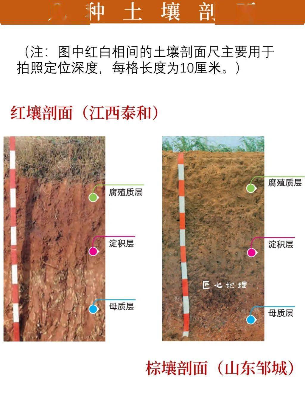 腐殖质化过程图片