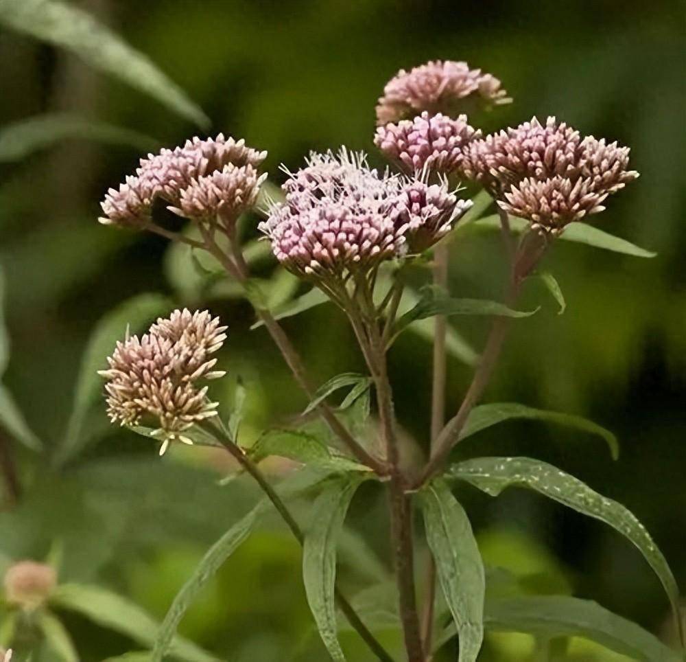 化痰止咳平喘药——野马追