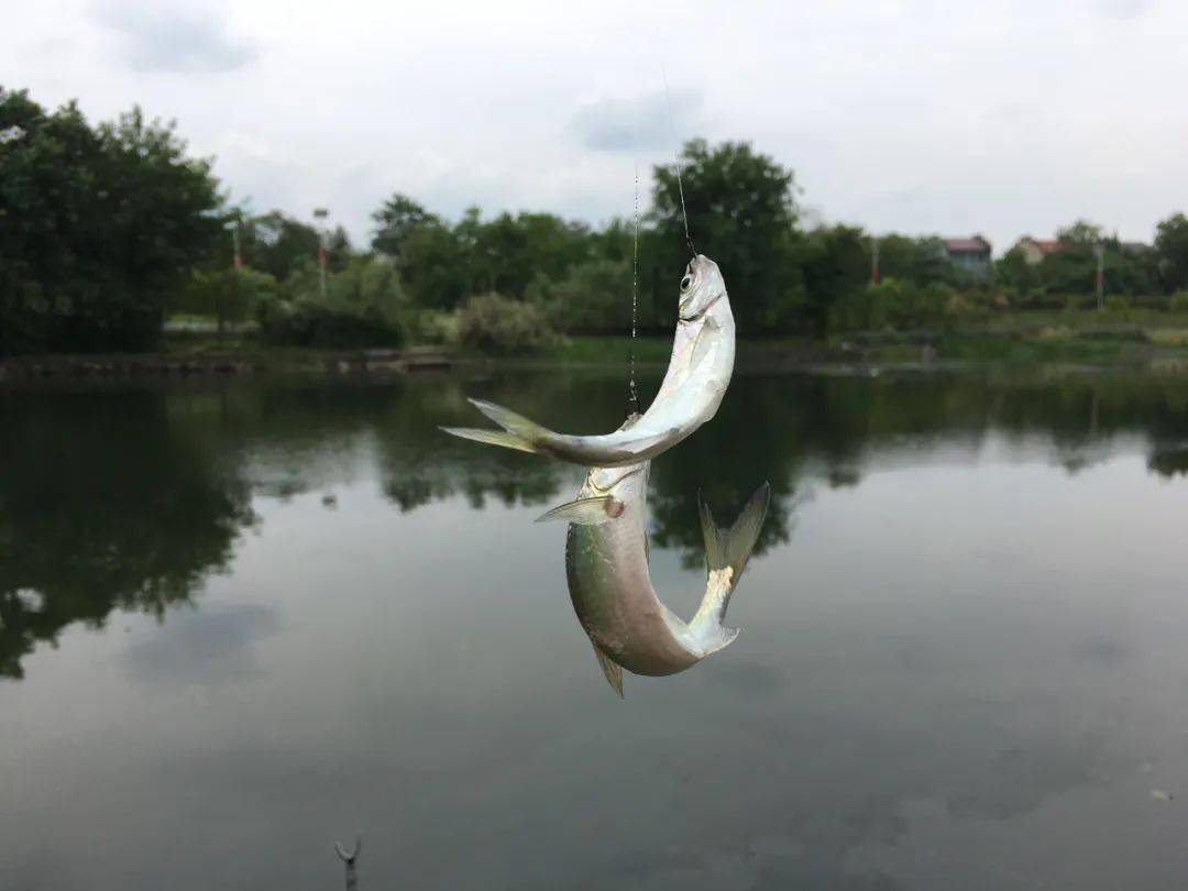 新手学钓别急着钓大鱼,先从这几种鱼种入手,摆脱