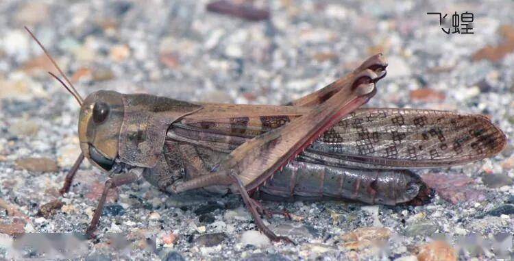 遮天蔽日,"丧尸化"蝗虫来袭_沙漠蝗_降雨_攻击能力