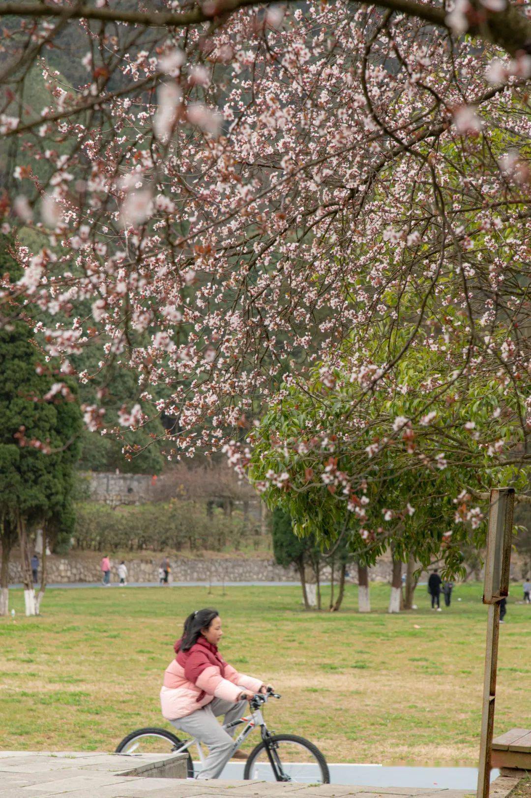 贵阳贵安,花开了~_游客_樱花_旅游