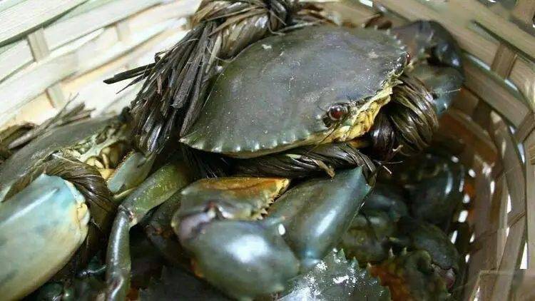 蝤蛑也叫蝤蠓,是温州地区人们对青蟹的俗称.