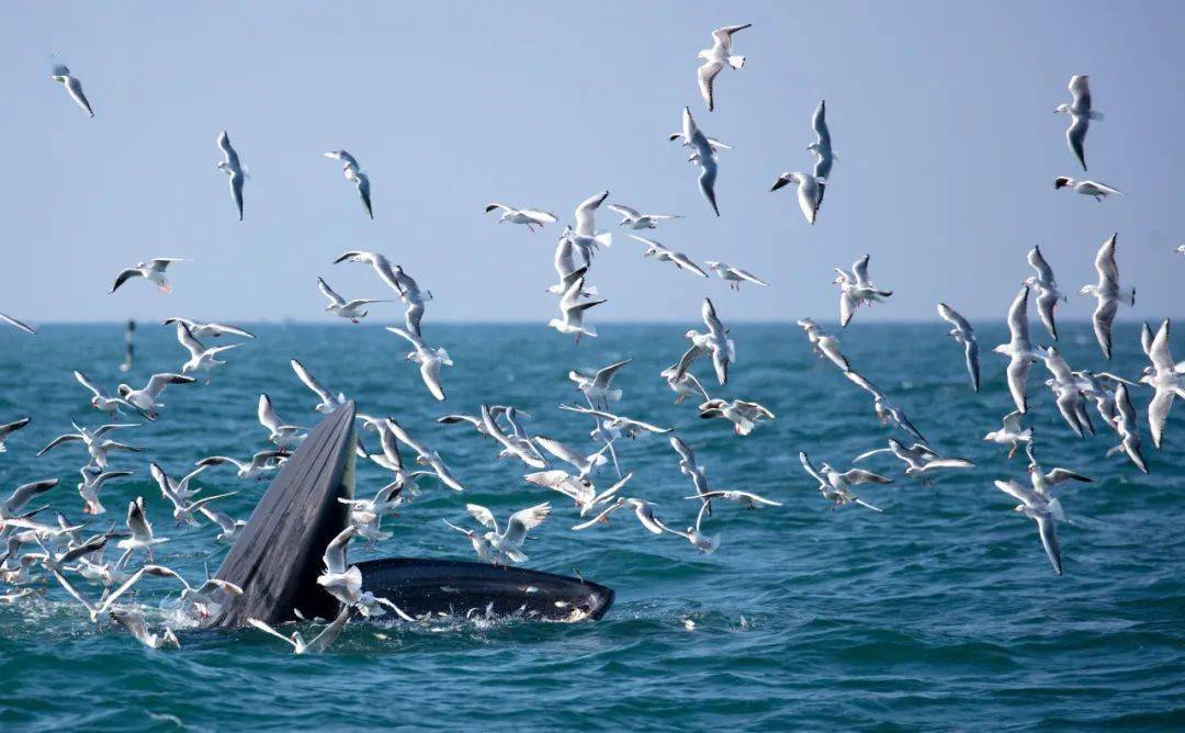 世界野生动植物日,我们想给布氏鲸过生日!_涠洲岛_保护_陈默
