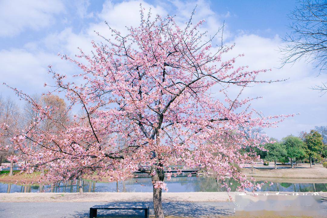 "樱花红陌上"——早樱初绽,来一次浪漫的邂逅_花瓣_河津_钟花樱