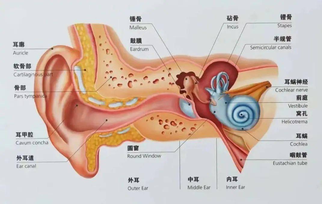 耳朵鼓室图图片