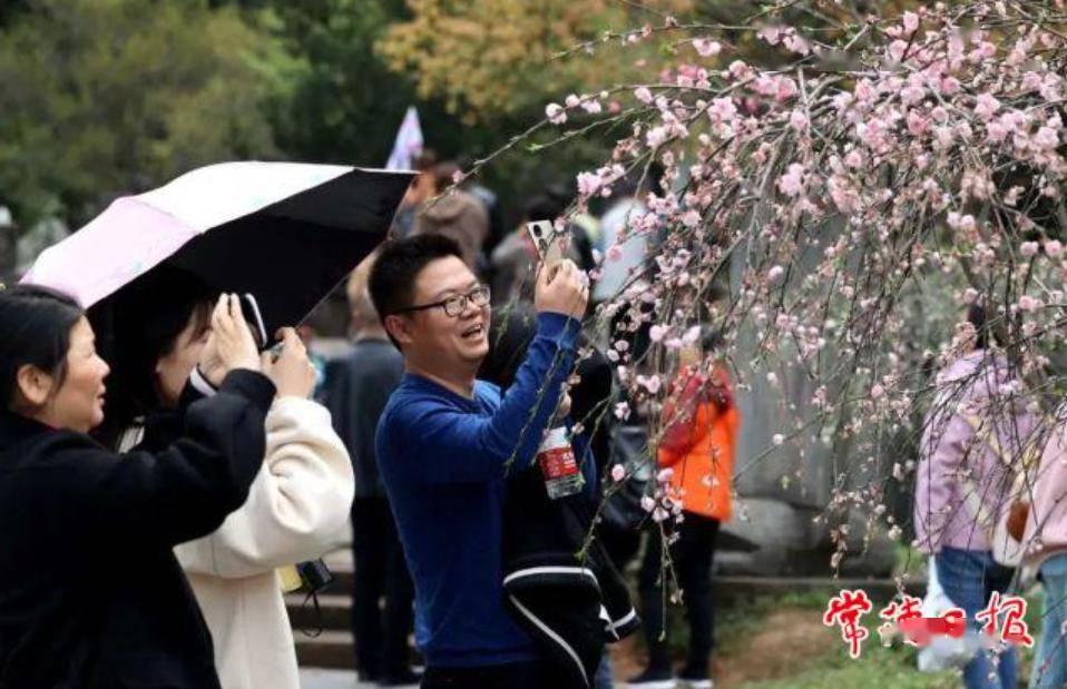 常德桃花源景区桃花节3月8日启幕_活动_演艺_游客