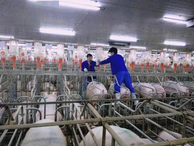 养猪| 这些免疫误区,你中招了吗?