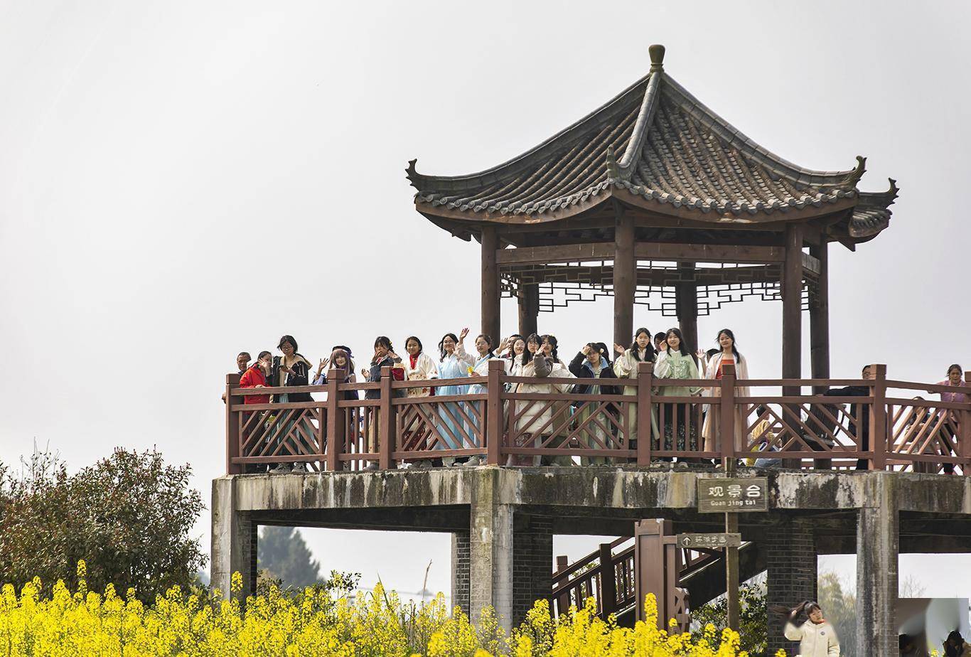 重庆忠县:满目金黄香百里_马灌镇_余鸿_花海