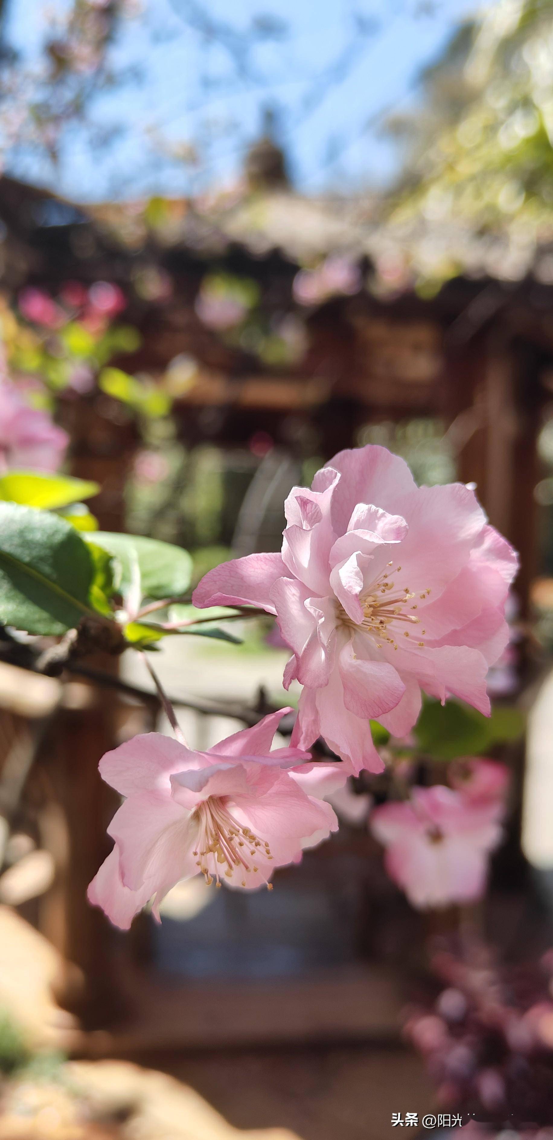 昆明弥勒寺公园图片