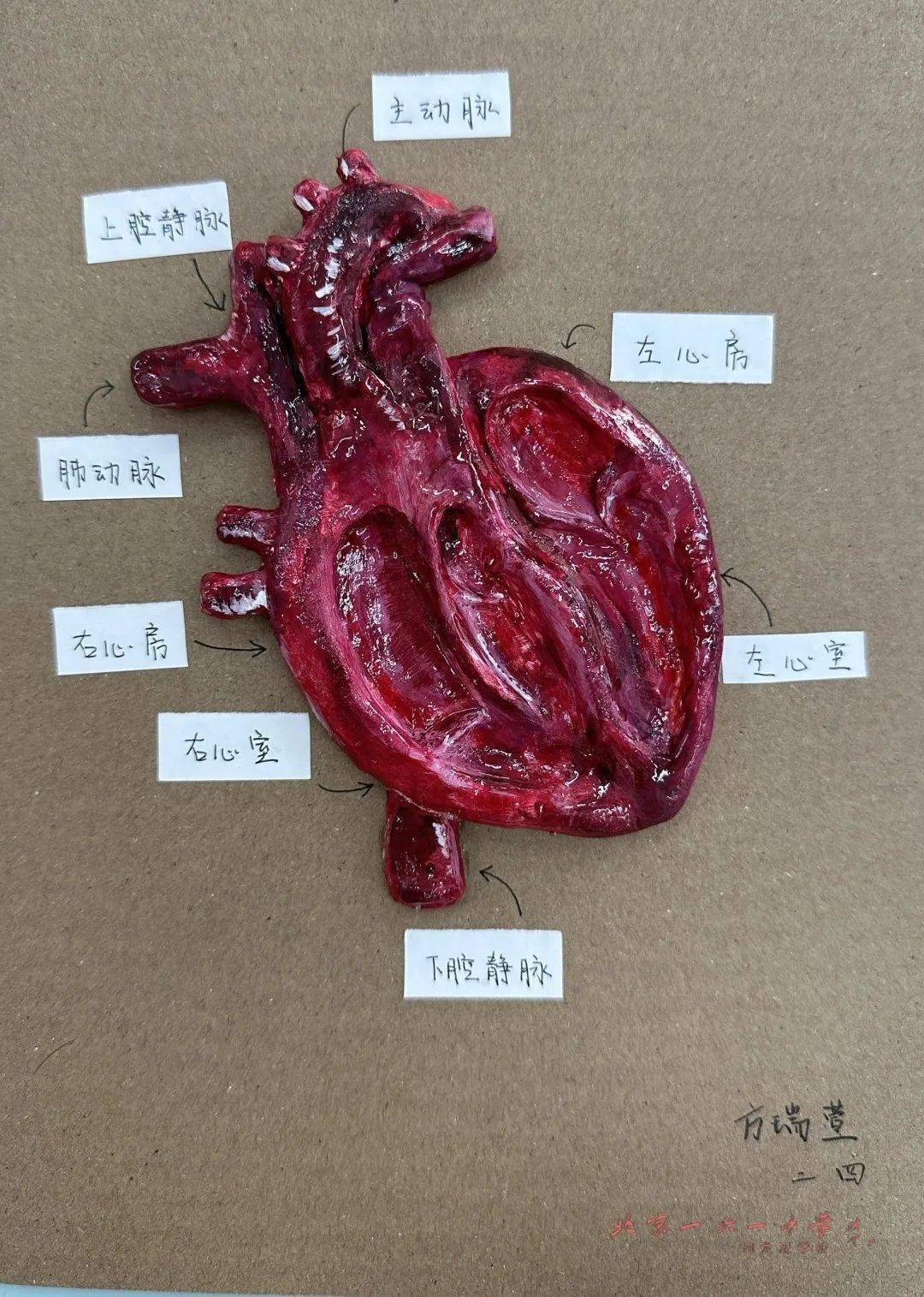 各年级作品经过生物教研组初筛后在生物实验室展示