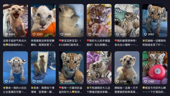 网友:分我几个夜班!_施霞敏_动物_幼儿园