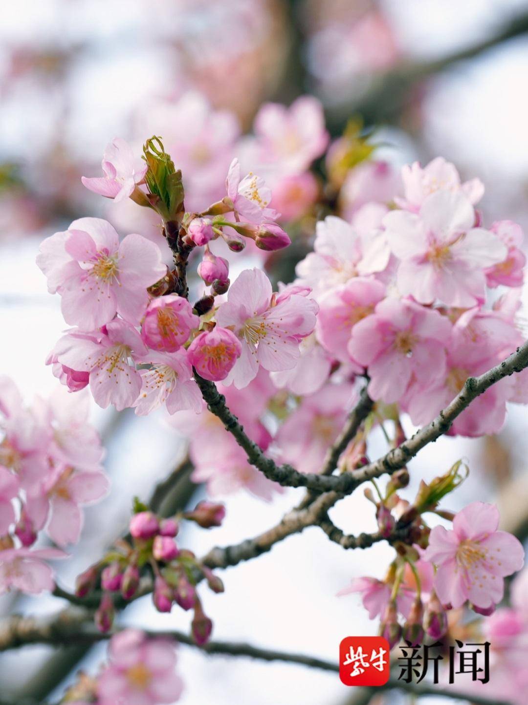 3月8日,无锡鼋头渚对女性游客半价优惠_景区_寒樱_樱花