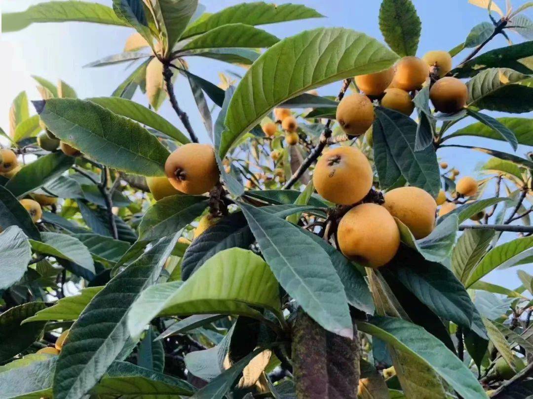 摘草莓不沾泥枇杷林里开卡丁游玩塘栖村四季不重样