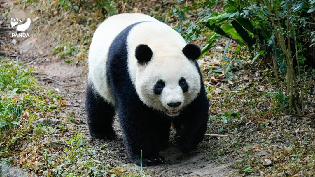 电脑壁纸已送达大熊猫含量100