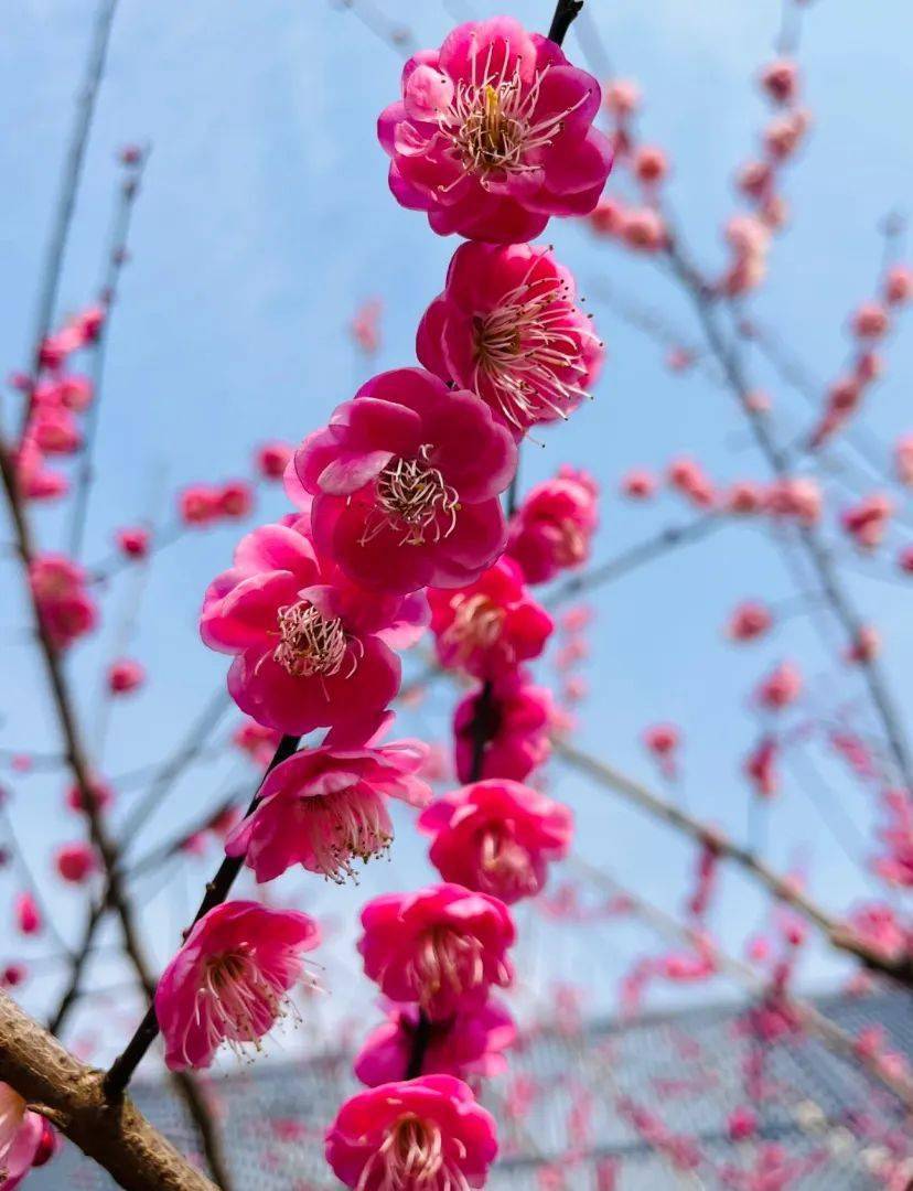 荣登全国第二带你解锁宜春的花花世界