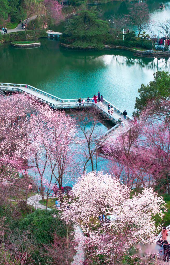 长沙望月公园樱花梅花竞相盛开春意盎然