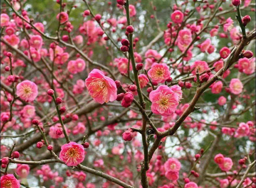 荣登全国第二带你解锁宜春的花花世界