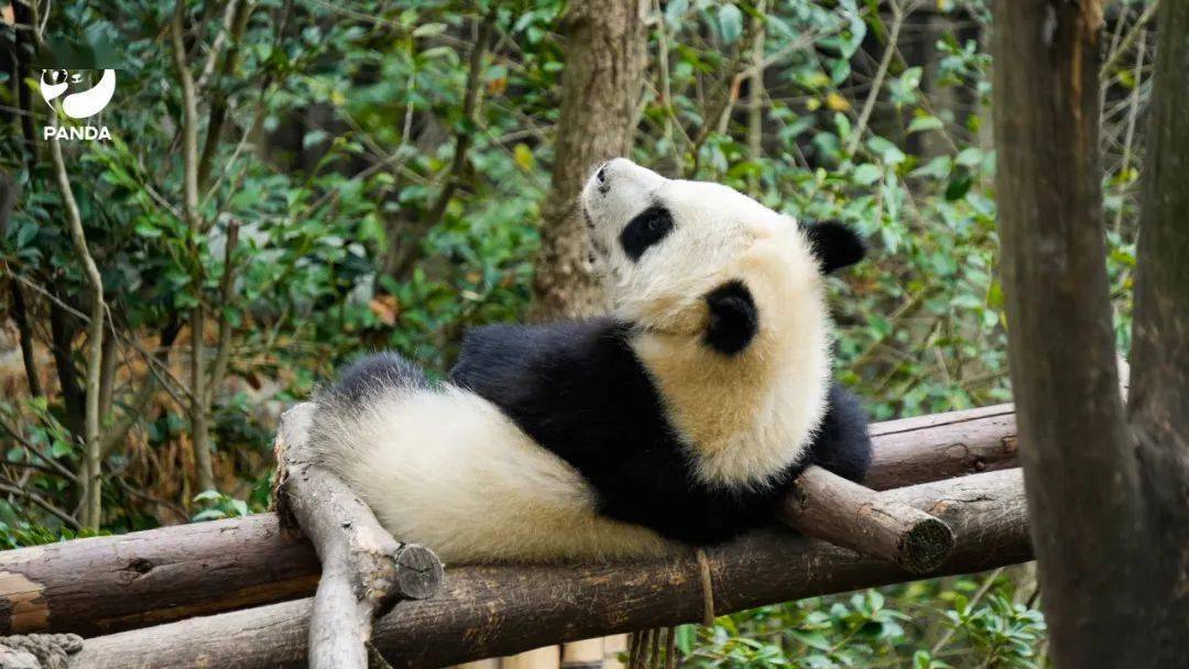 电脑壁纸已送达大熊猫含量100