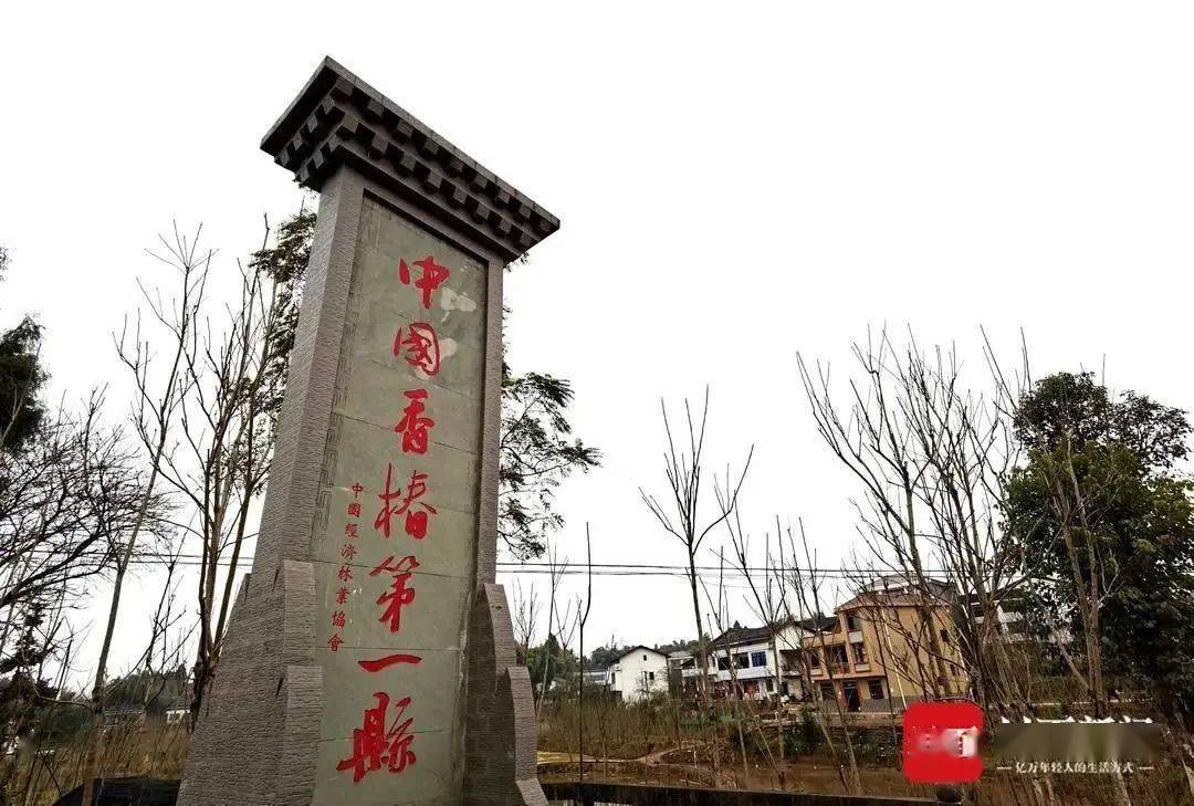 香椿_大竹县_产业
