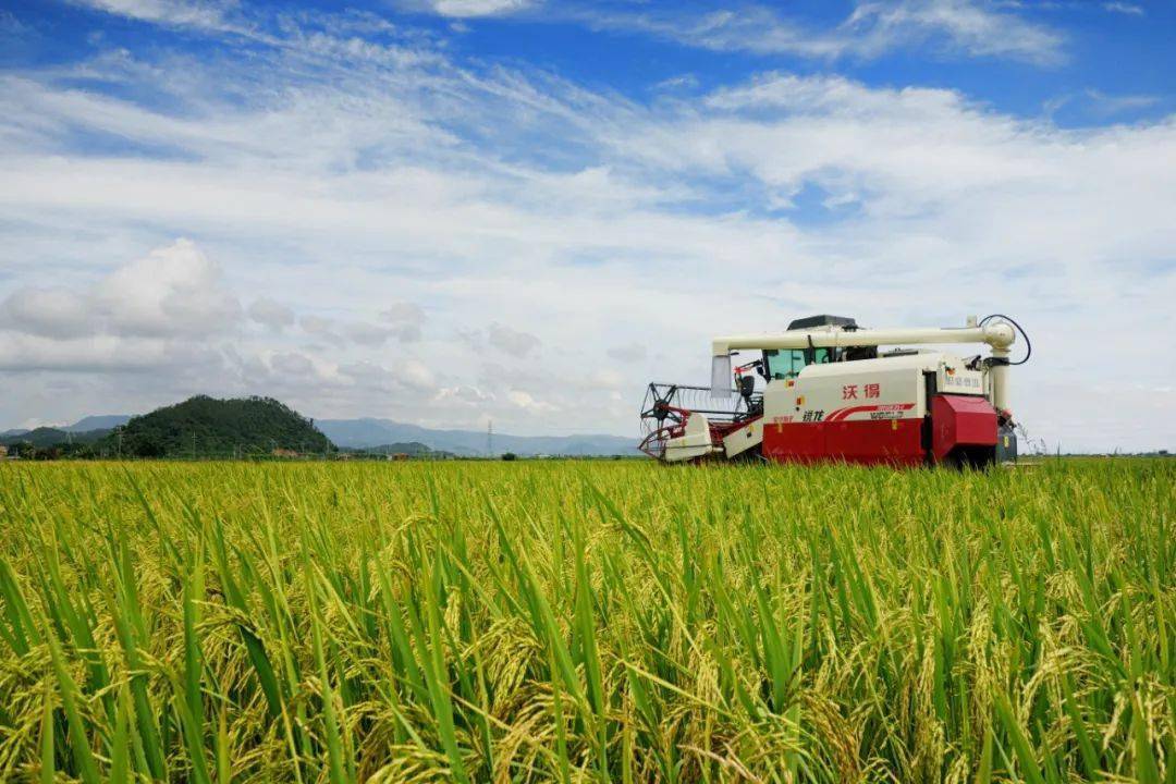 粮食安全是建设农业强国的头等大事.