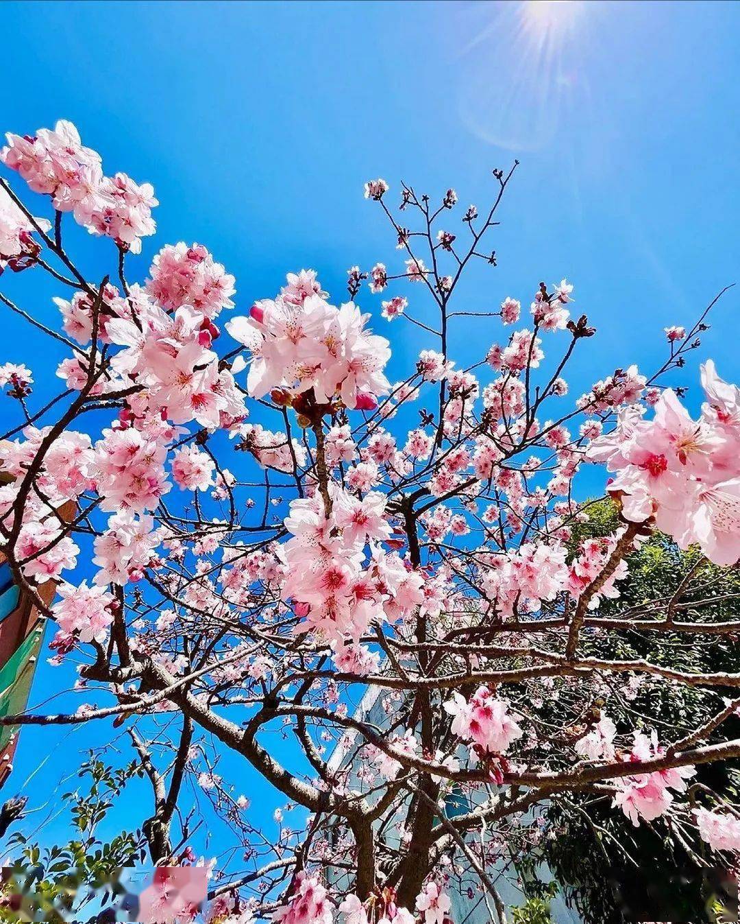 春日花树