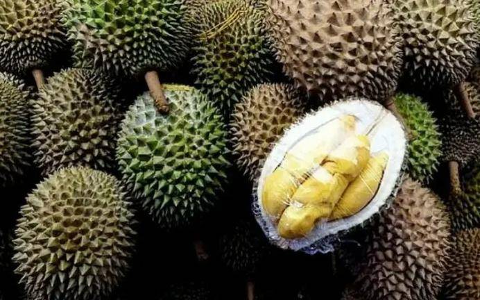 7年内成功打入41国家中国是大马榴梿最大买家