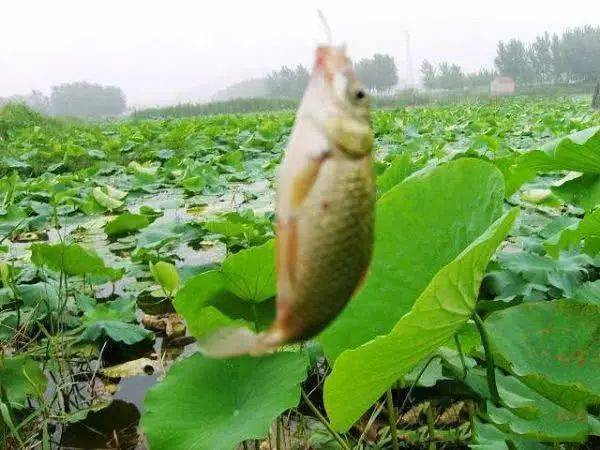 在荷叶中,一尾竹竿系上鱼线,用七星漂扎鱼,是多么的快乐.