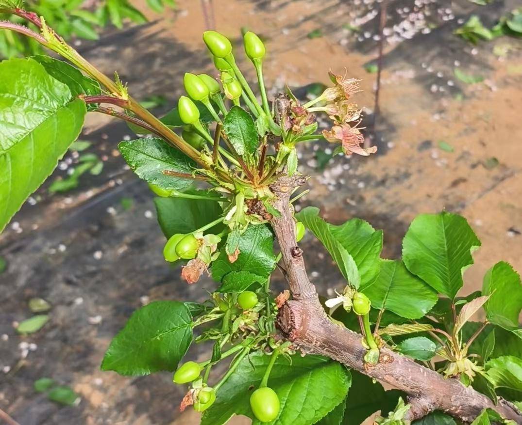 大棚樱桃花开早春意盎然满枝头