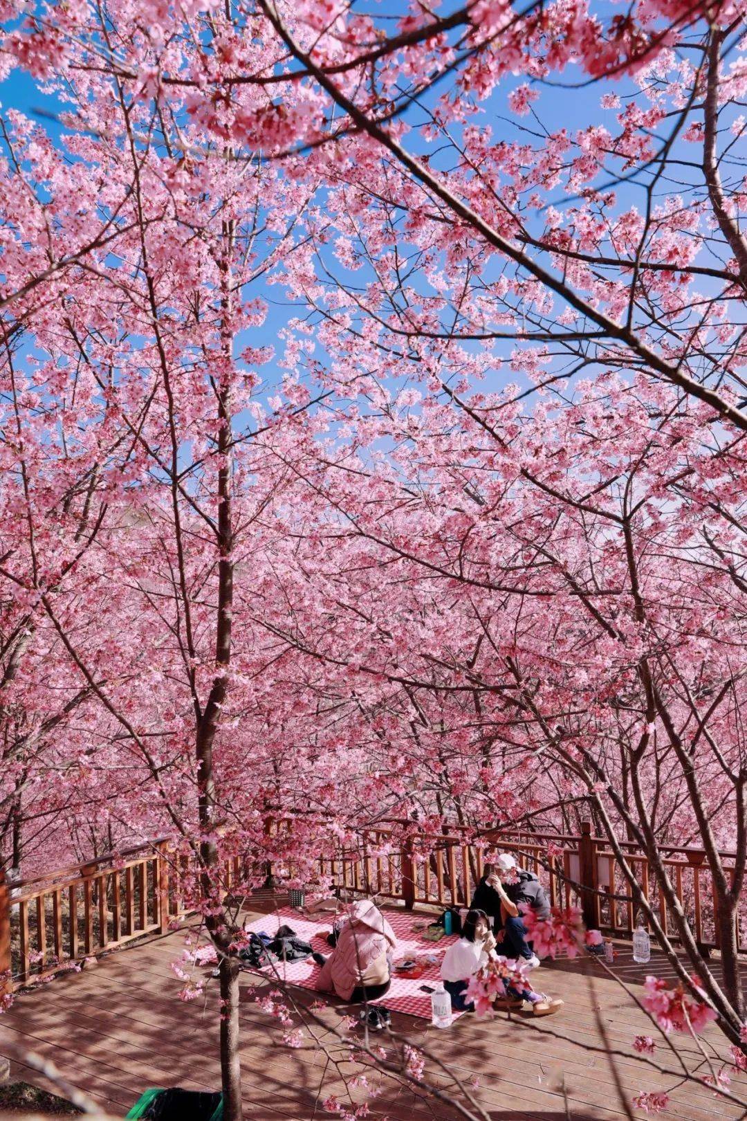 旅游走来去永安这些地方赏花去