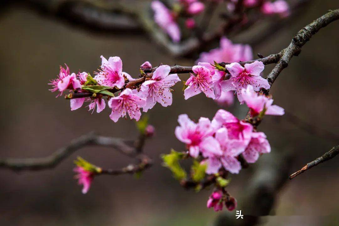 如何拍出最美桃花这6个技能你一定要get