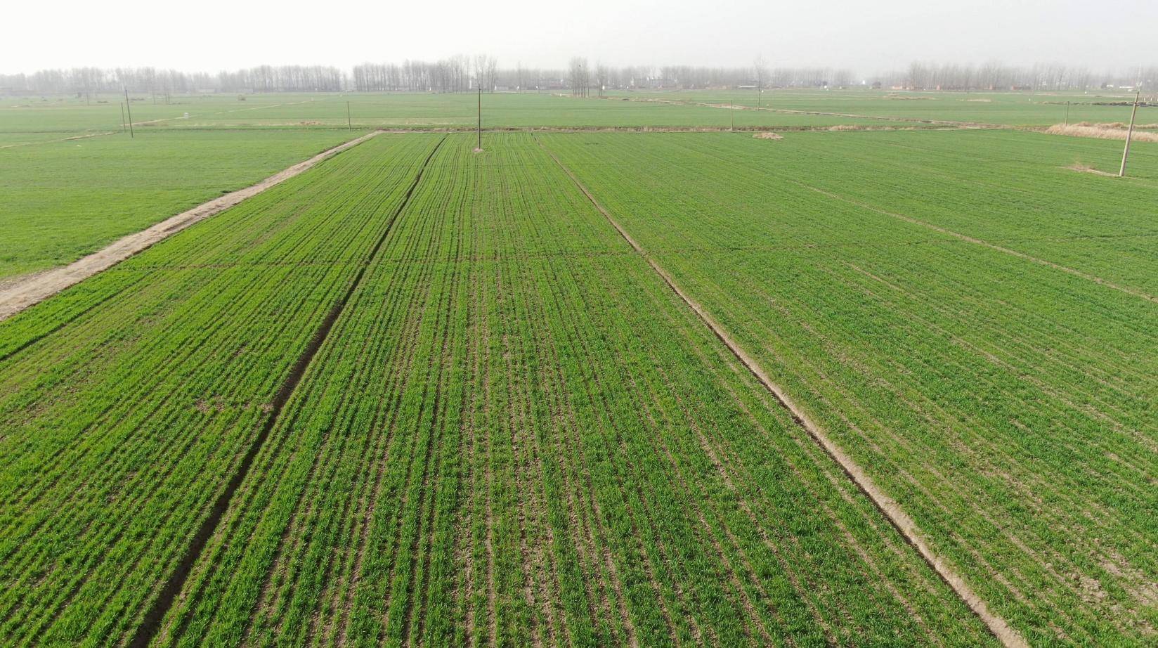 又是一年春来到|淮滨"农博士""把脉问诊"到田间_冬小麦_王店乡_天气