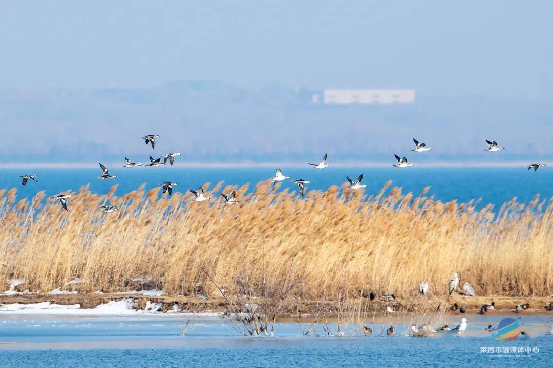 终于见到你莱西天鹅湖正式上演连配角都鵟得很