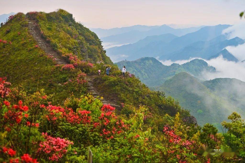 旅游走来去永安这些地方赏花去