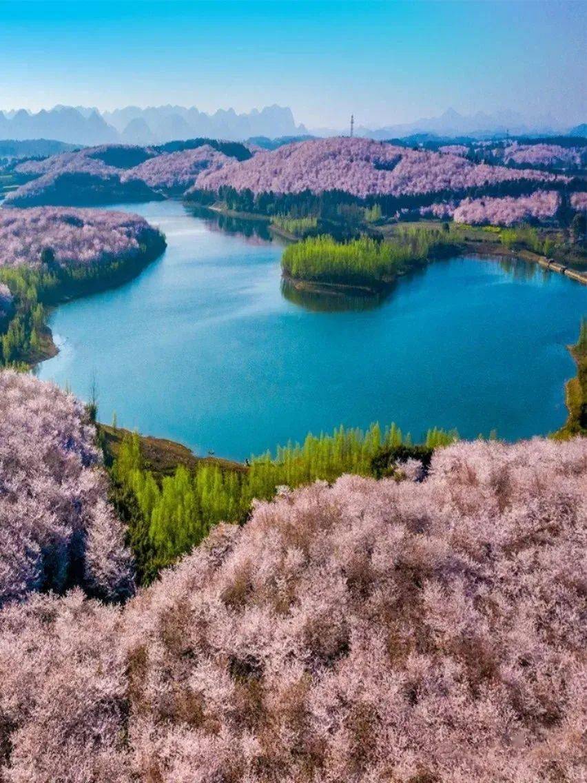 贵阳平坝农场樱花图片