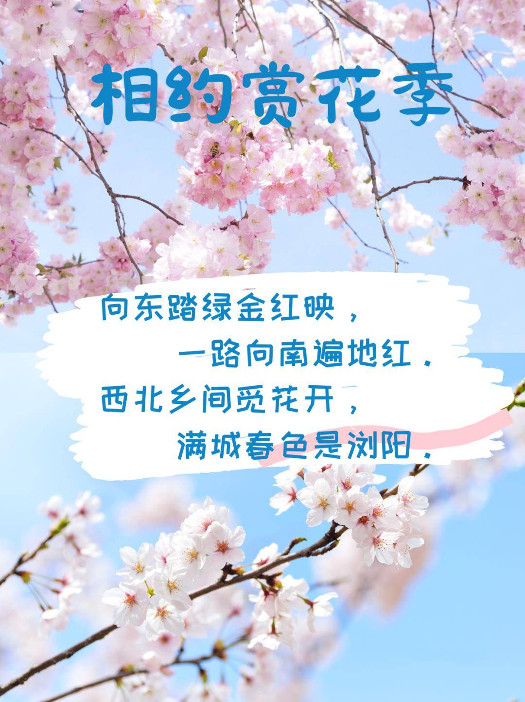 金园村花园屋场(月季,玫瑰),云溪杉舍民宿, 梦俚民宿 →永和镇花木
