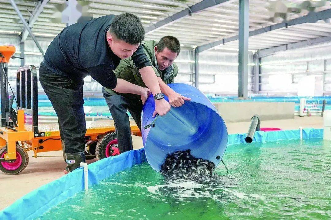 东源首家富镇强村公司"玩"出新花样~~~_加州_灯塔镇_鱼苗