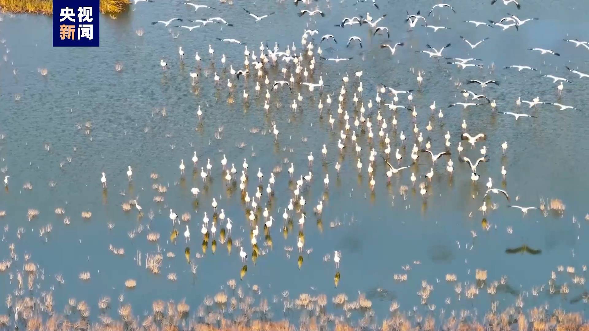 北归“整装待发” 百余只东方白鹳现身海滨湿地 水面觅食嬉戏_候鸟_保护_连云港