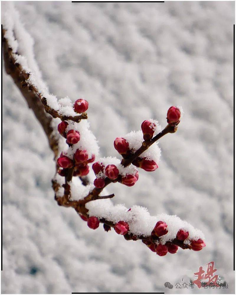 【图集】雪打春花花更艳,花映春雪更晶莹