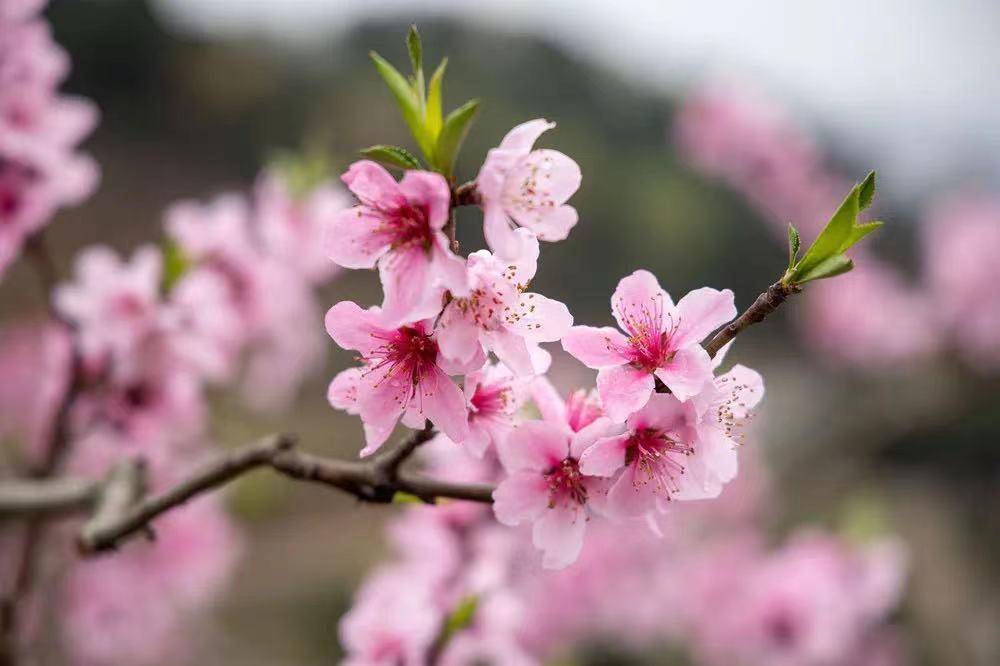 龙泉驿桃花何时开?权威预测来了