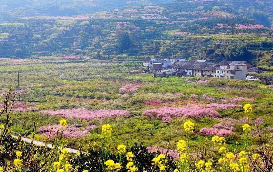 韶关九峰山桃花图片