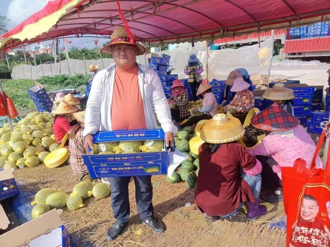 万宁市万城镇甜甜的幸福瓜熟催人忙