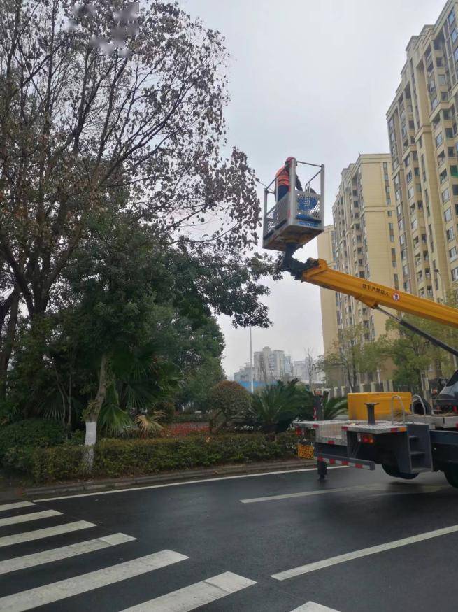 為使植物更好地生長,園林部門組織園林綠化工人精心對綠籬,球灌木,中